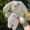 Bunny Boo Plushie