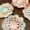 Wildflower Coasters Set of Four