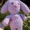 bunny boo plushie in purple with pink nose